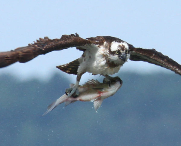 <i>Pandion haliaetus</i>, osprey, with lunch in his talons.