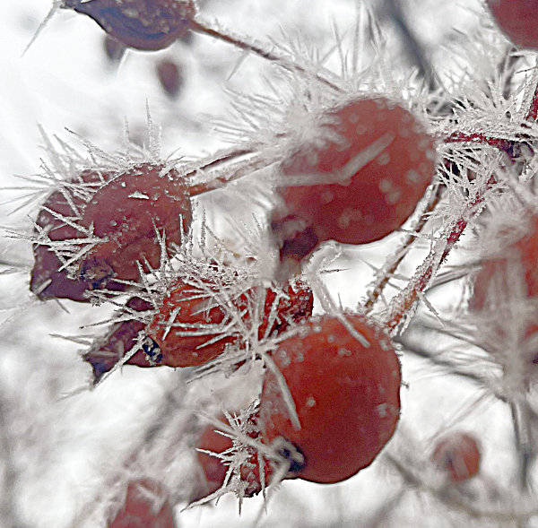 Hoarfrost