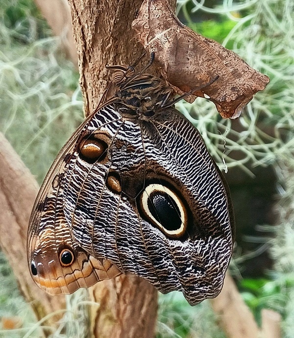 Owl butterfly