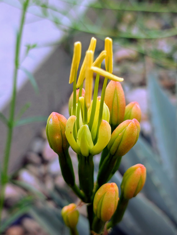 Photograph of yucca flowers