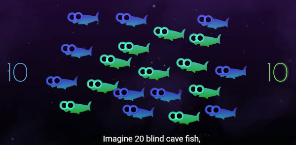 A frame from the video, showing differently colored fish