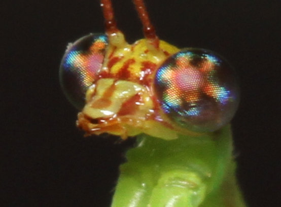 The mantidfly, hreadshot, showing eye and the pattern in more detail.