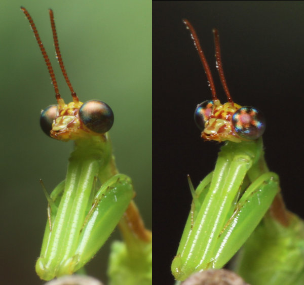 Northern green mantidfly with 2 views, one of which shows an unusual pattern in the eye.