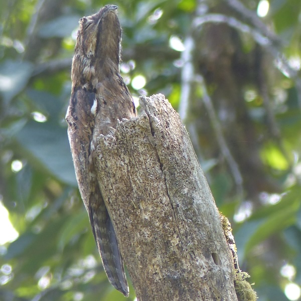 Common potoo, a bird with protective coloration hiding on a branch.