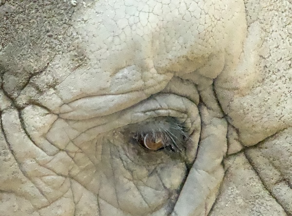 Close-up of elephant eye.