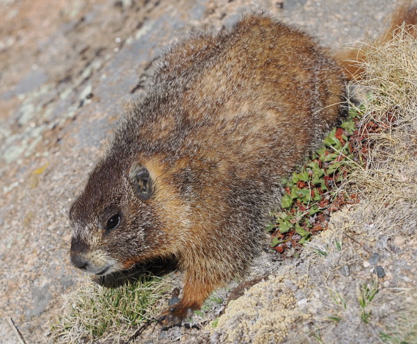 Yellow-bellied marmot scurrying downhill.