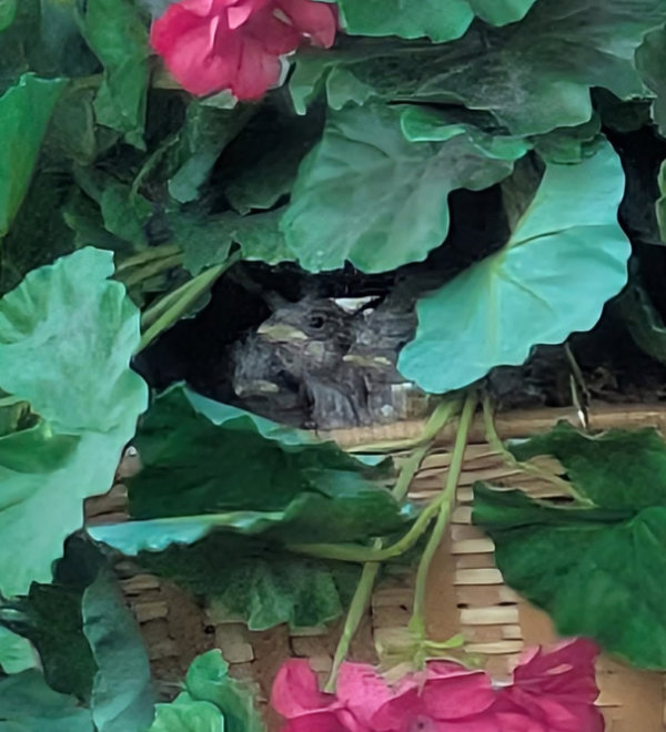 Baby finches in an artificial plant