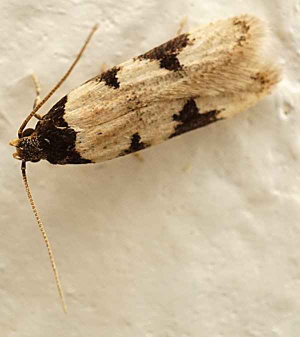 Moth: Taygete decemmaculella
