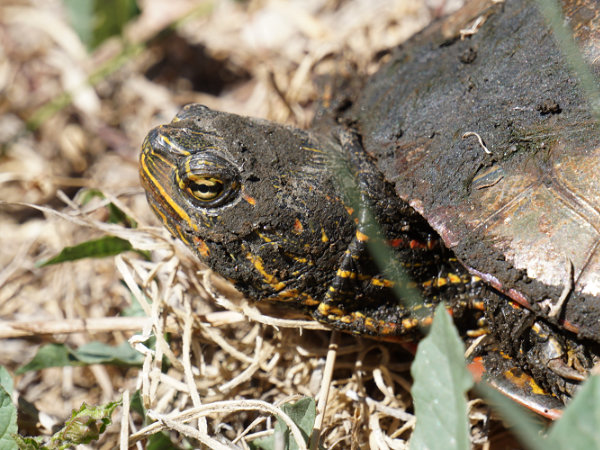 Headshot of painted turtle