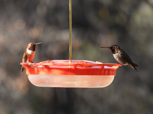 Rufous and Anna's hummingbirds facing each other on a feeder