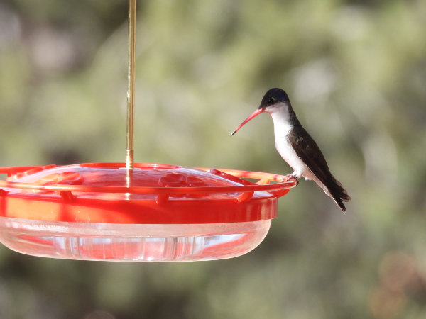 Violet crowned hummingbird at feeder