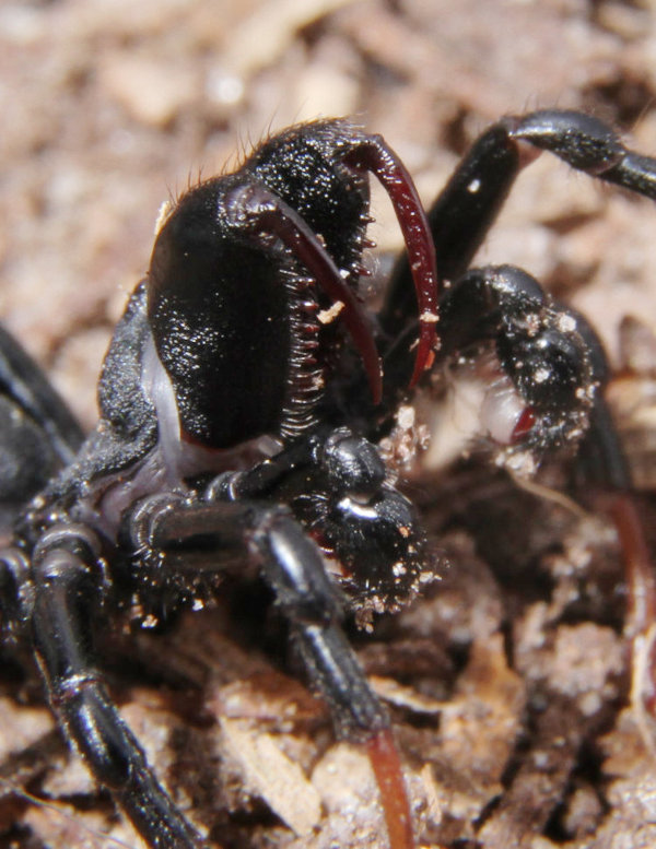 Purseweb spider, showing specialized mouthparts called chelicerae