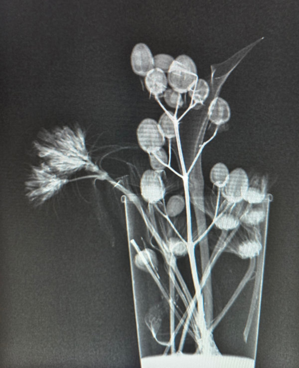 Bouquet of flowers exposed by x-rays with contrast medium