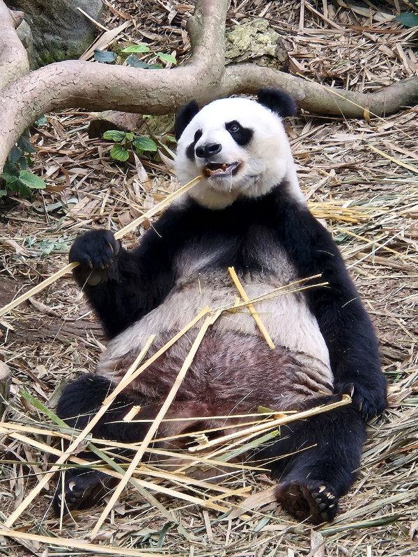 Photograph of giant panda eating bamboo