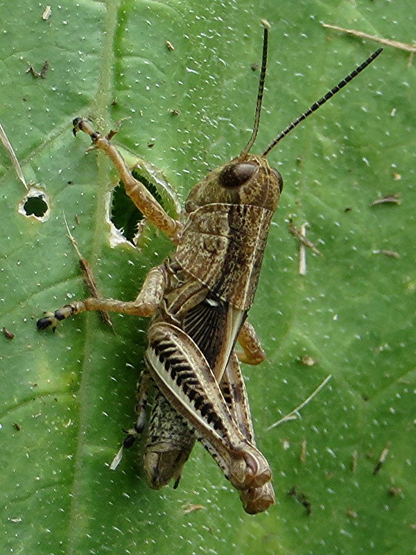 Grasshopper mymph