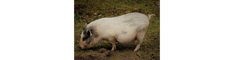 [a miniature pig]