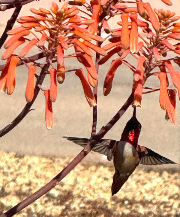 Anna's hummingbird dining on aloe flowers