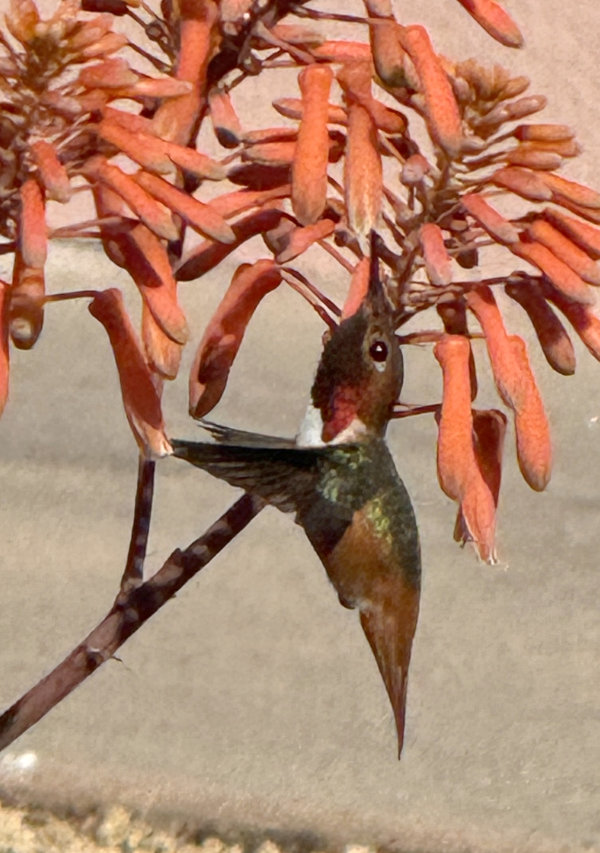 Anna's hummingbird dining on aloe flowers, Take 2
