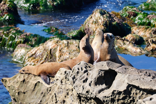 Sea lions sunning themselves in San Diego