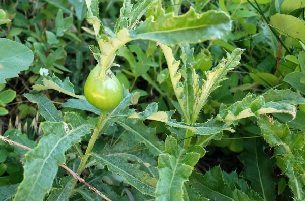 Photo of thistle stem gall fly