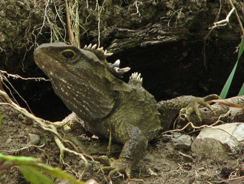 [A tuatara, which is not a lizard]