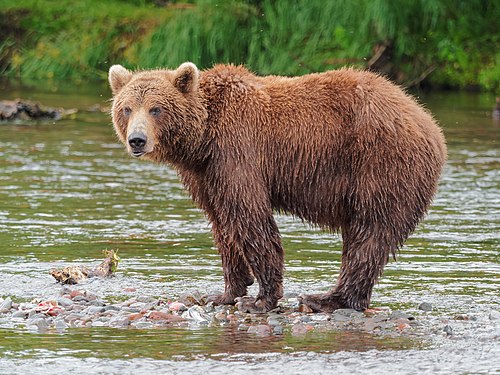 [Brown Bear]