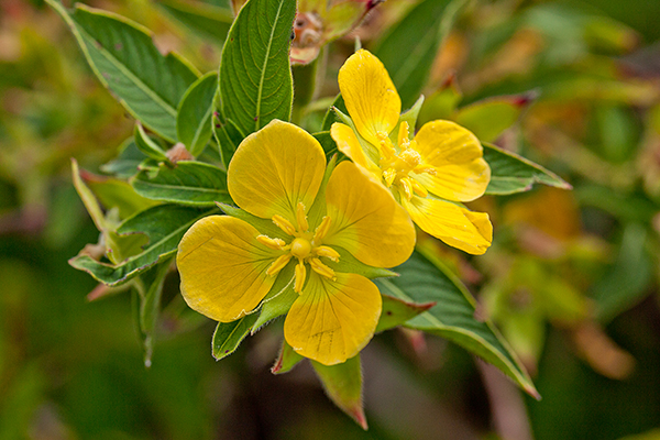 Yellow flower of Peruvian primrose-willow